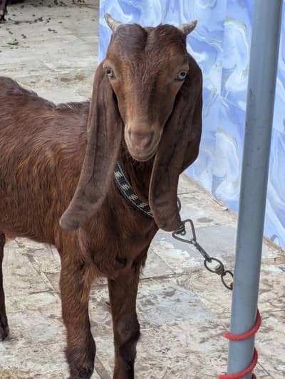 bakra