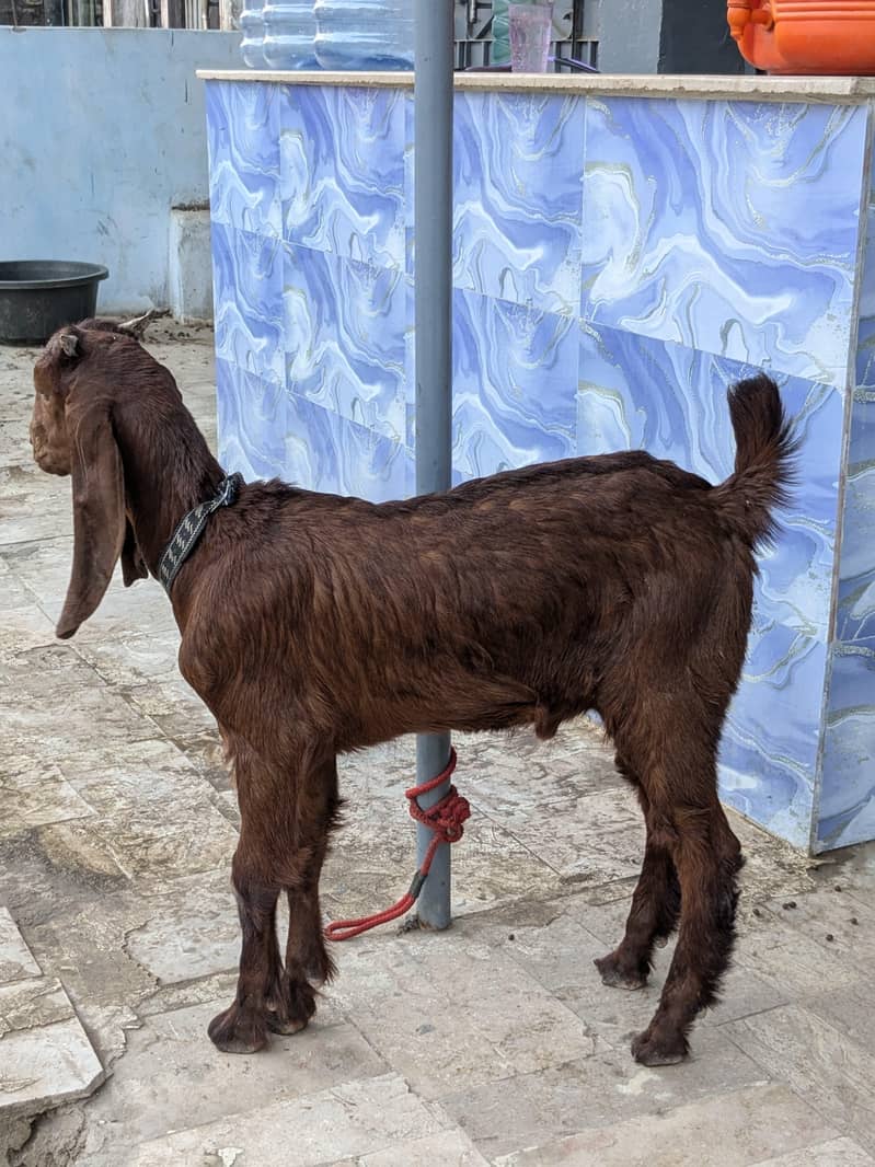 bakra 1