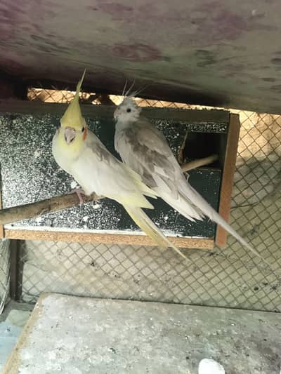 Cocktail pairs for sale ha exchange possible ha rang nick ke sat