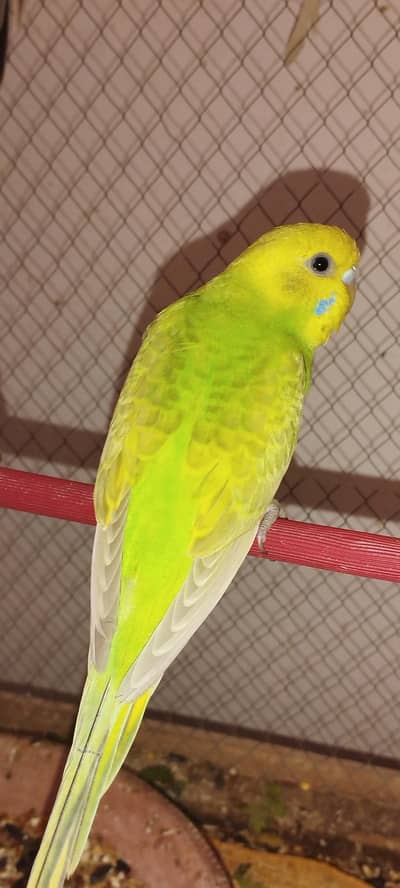 Healthy and Active Budgies