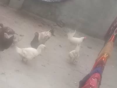2 White Walaiti 1 Brown Desi New Jawan Fresh For Sale