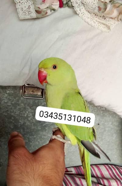 Green ringneck parrot handtame