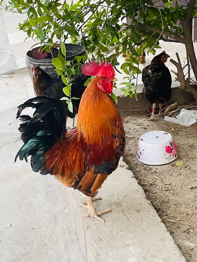Dasi hens