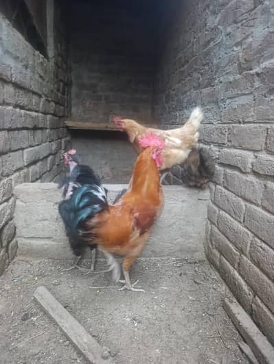 desi ando wali 3 Murgian r 1 Male,garented andey dey rahy hain