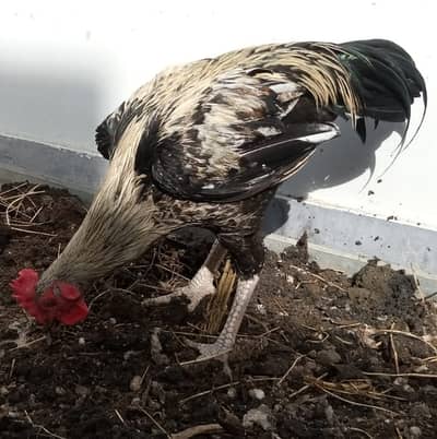 Black java desi murgha aseel cross cock available for sale big size