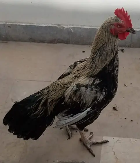 Black java desi murgha aseel cross cock available for sale big size — photo 4