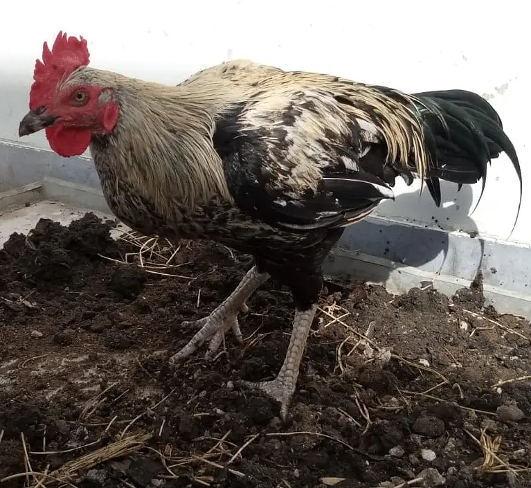 Black java desi murgha aseel cross cock available for sale big size — photo 6