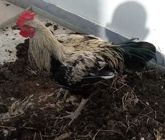 Black java desi murgha aseel cross cock available for sale big size — photo 7