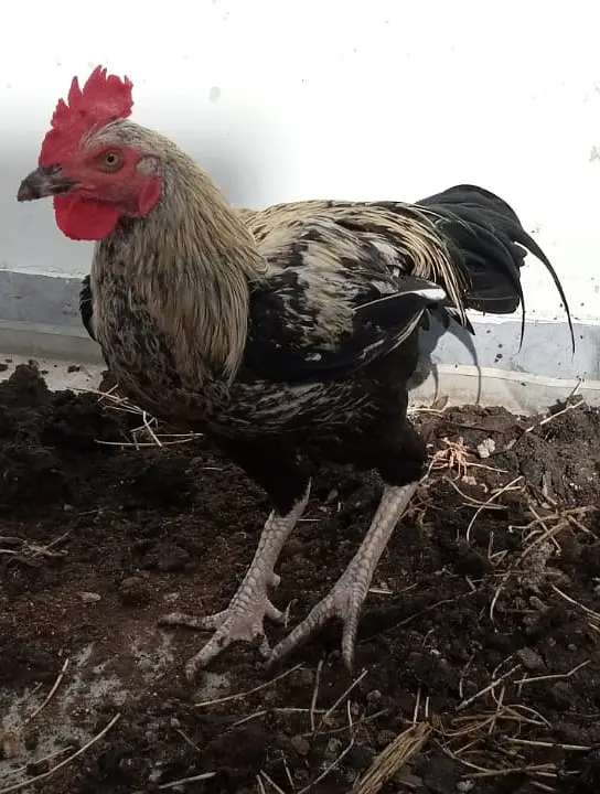 Black java desi murgha aseel cross cock available for sale big size — photo 8