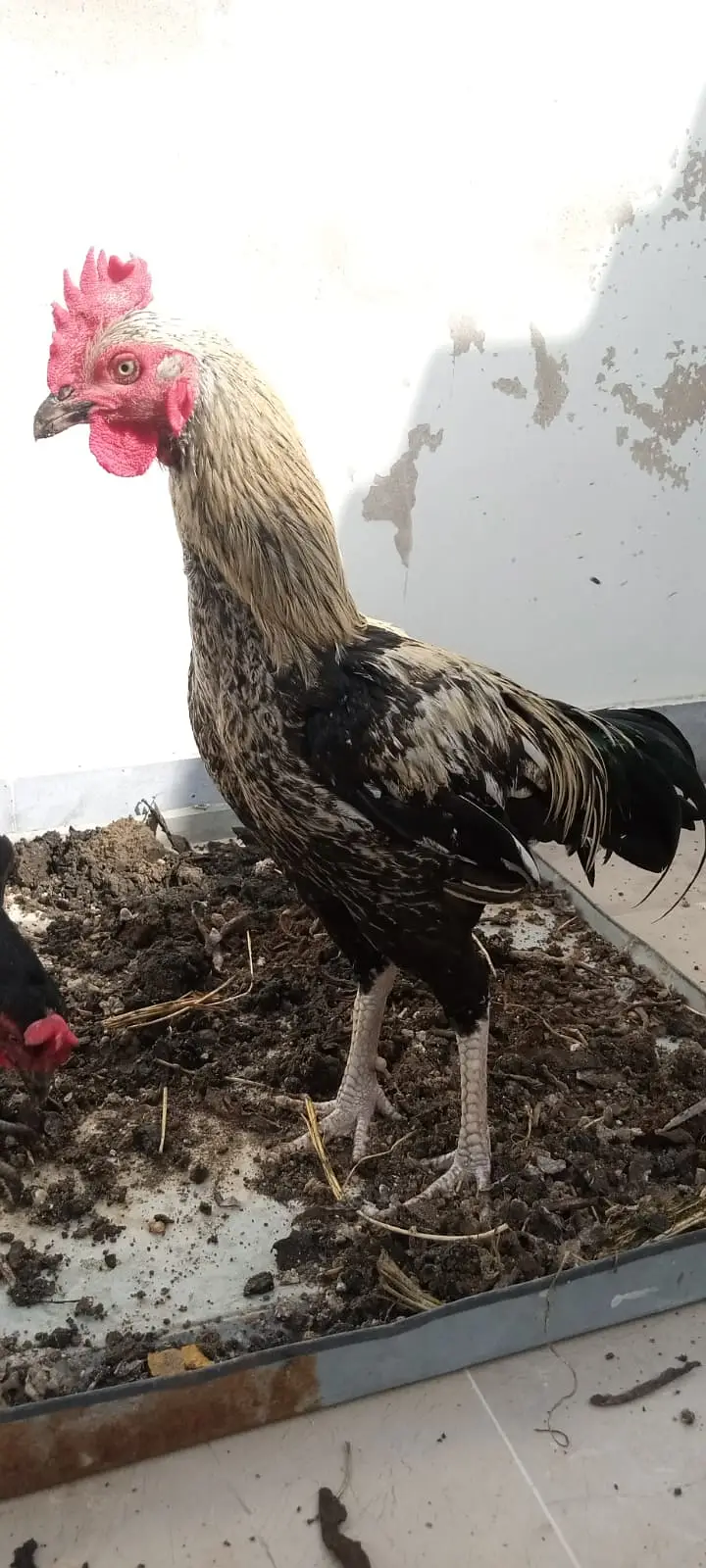 Black java desi murgha aseel cross cock available for sale big size — photo 10