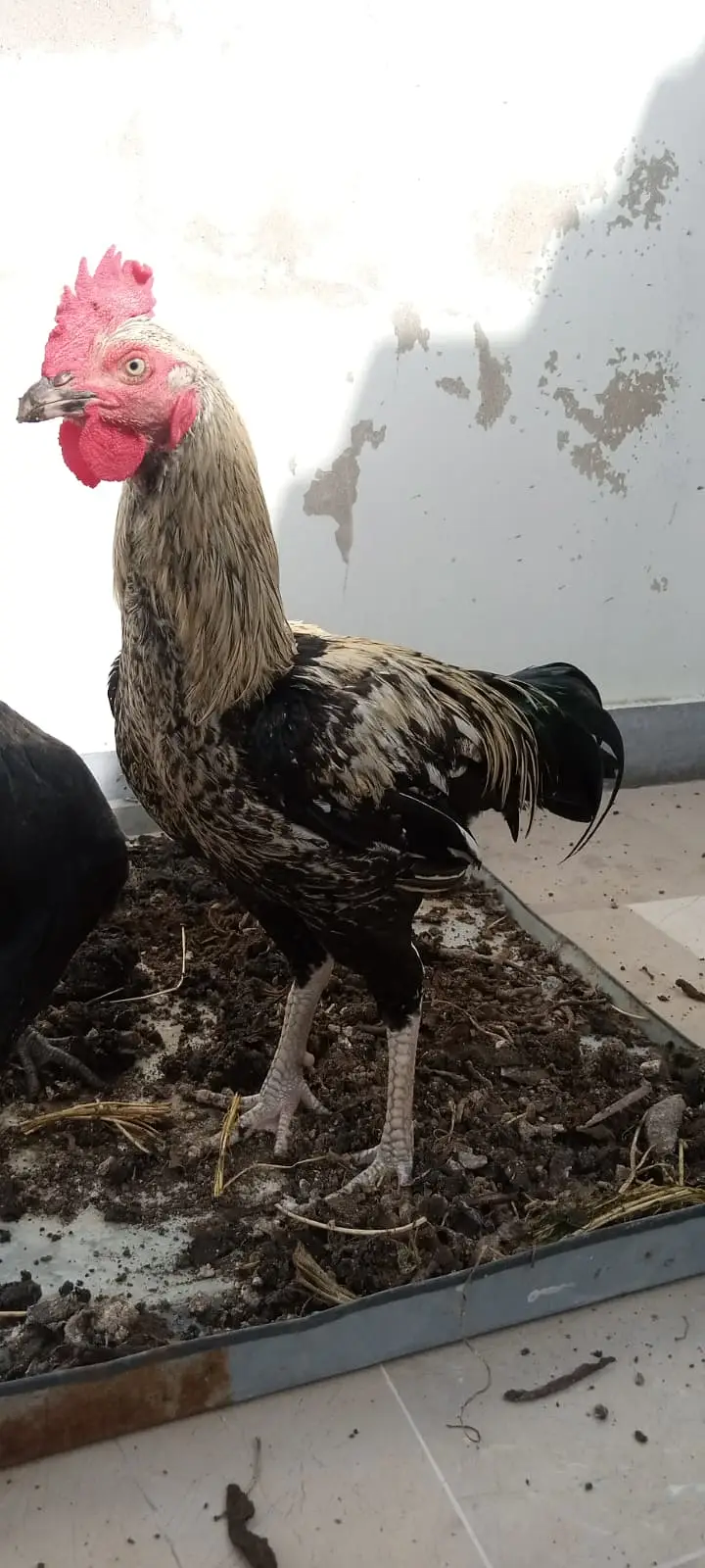 Black java desi murgha aseel cross cock available for sale big size — photo 11