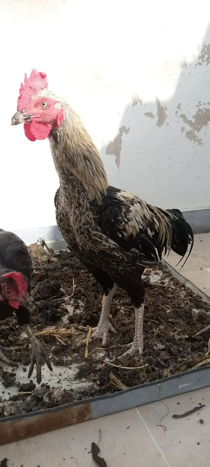 Black java desi murgha aseel cross cock available for sale big size — photo 12