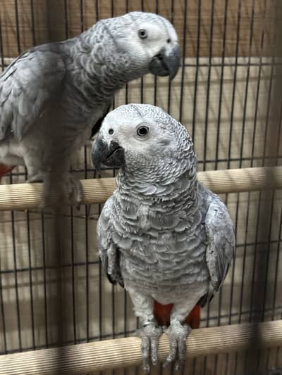 African grey parrot