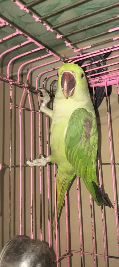 raw parrot watsb nbr 03004963651