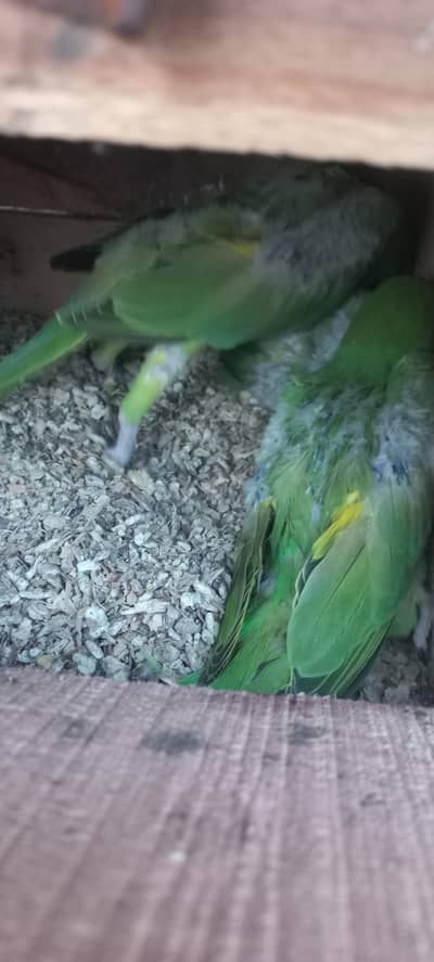 Ringneck|chick|Tame|Talking parrot
