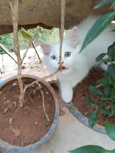 Persian cat