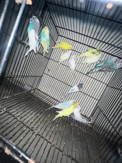 Budgies Mix Redeye’s 6pcs all breader pairs
