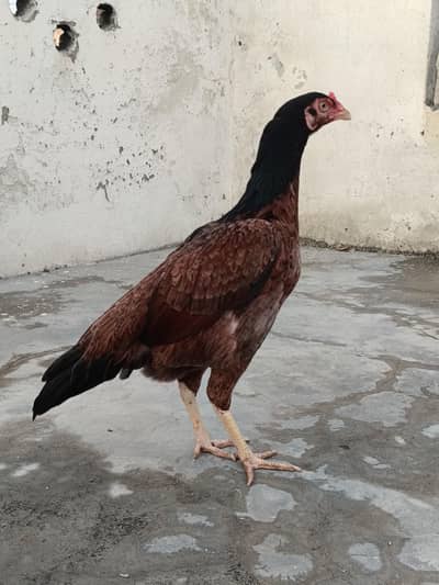 lakhi madi