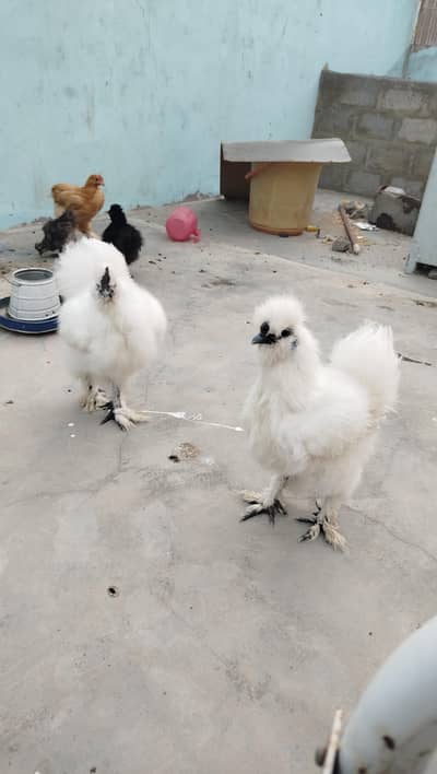 white silkie for sale full young 6 months old
