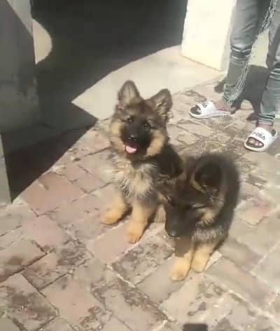 Long coat German puppy Shepherd . 03481292582 WhatsApp