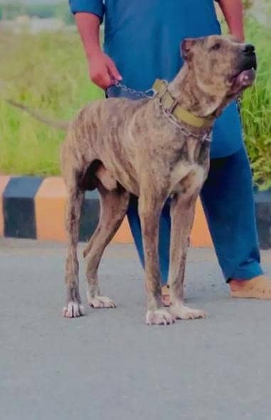 17 month age bully patha
