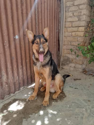 German shepherd