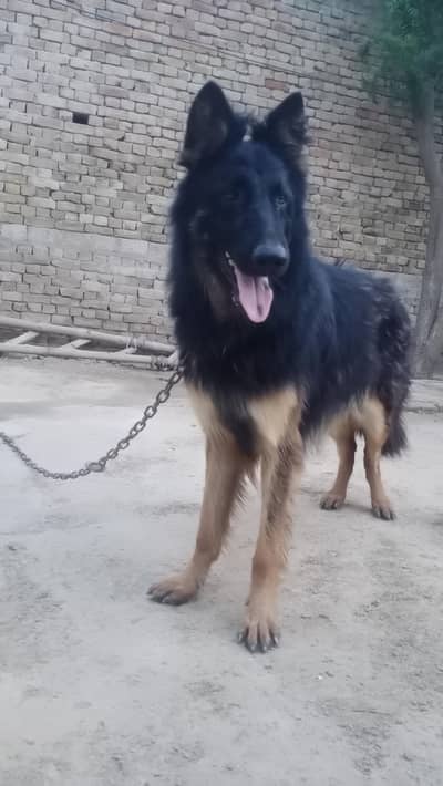Male German shepherd