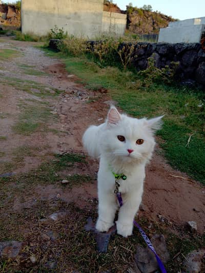 Cute and healthy persian 