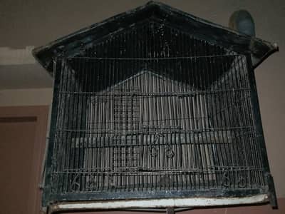 budgies with cage for sale