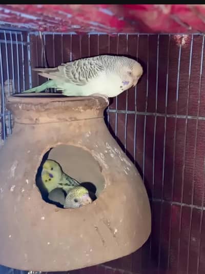 undersize pair