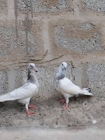 golden Patti wale or kasni
