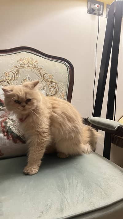 Persian Cat donation