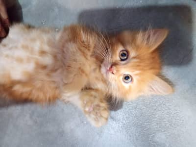 Beautiful Persian Male Cat Available