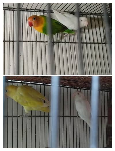 healthy love bird pair and their chicks are sale