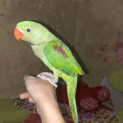Phari raw parrot mashaallah healthy and active h ghar ka bacha pala h
