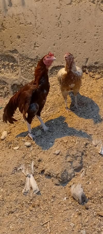 pair sale kerna ha JIS Bhai ko semij ma aaya to wo message ker sekta h