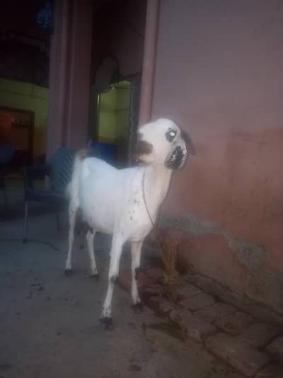 bakri or path for sale