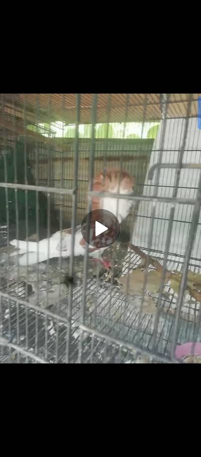 female for sale