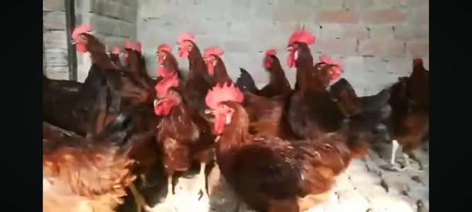 rir male / road island red male foresale per pic 1200