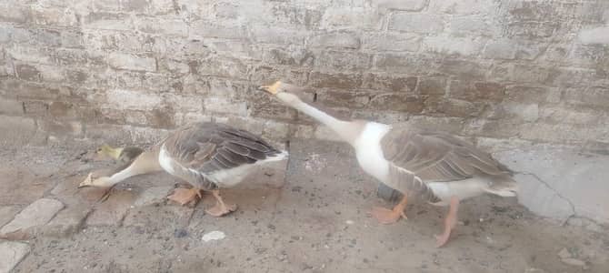 Ducks for sale