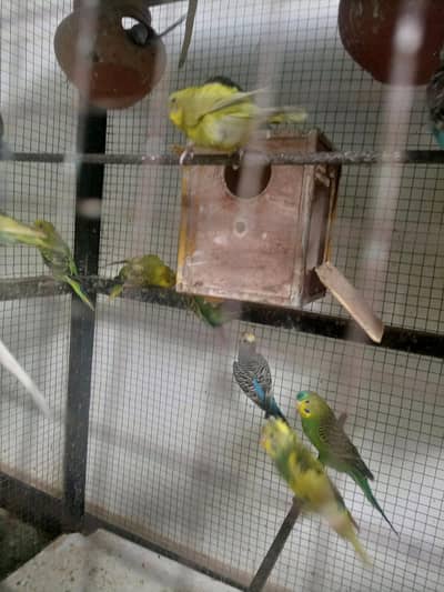 Premium quality Budgies