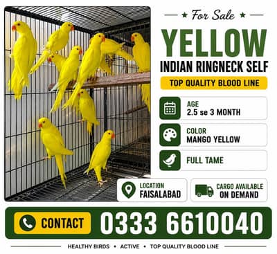 Yellow Tame Parrot Chicks 03336610040