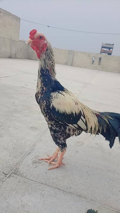 Aseel murga for sale