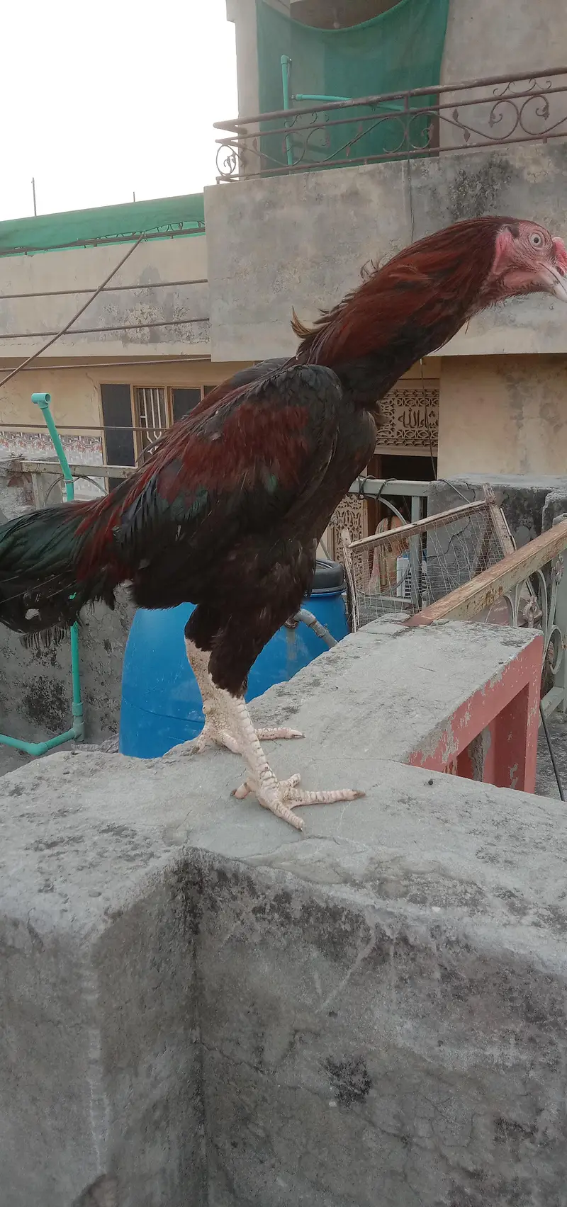 Aseel pair  connect 03221436400 — photo 2
