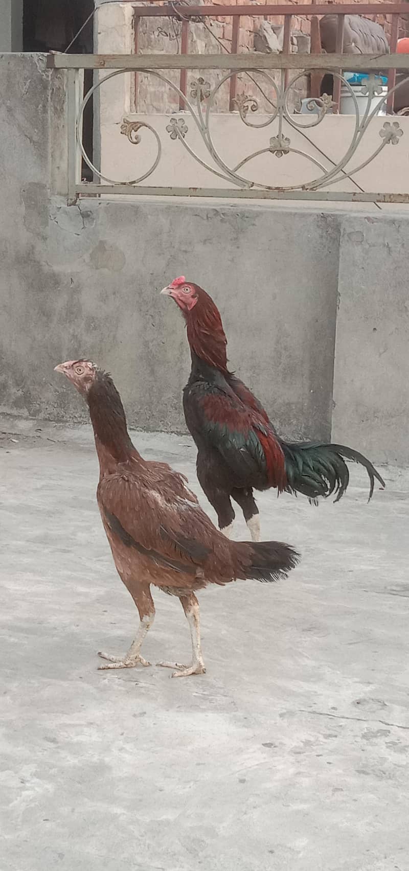 Aseel pair  connect 03221436400 2