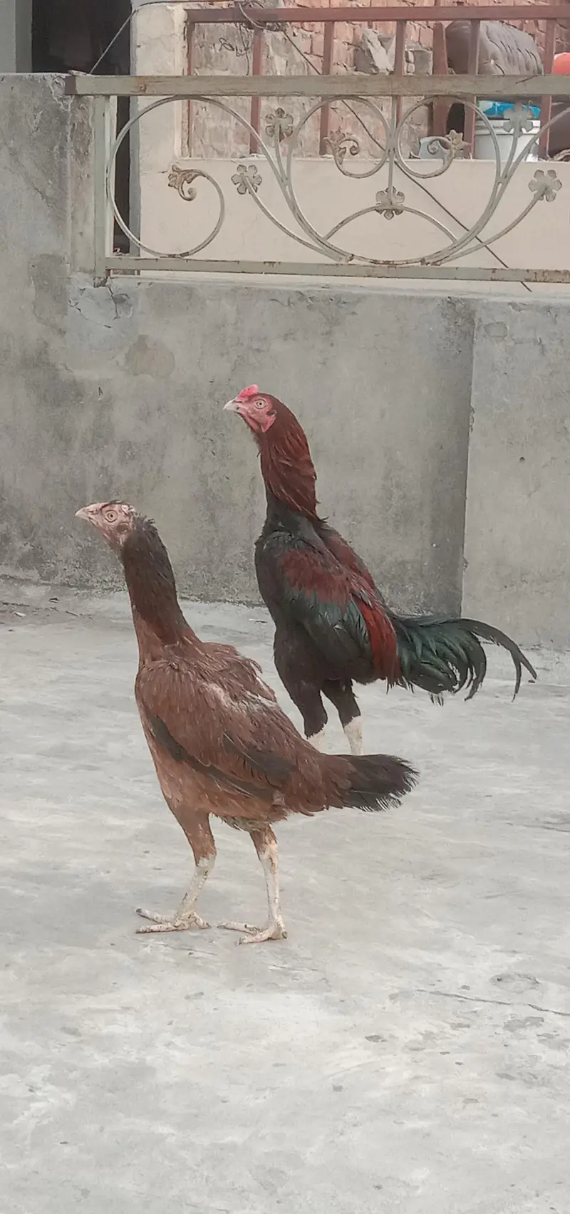 Aseel pair  connect 03221436400 — photo 3