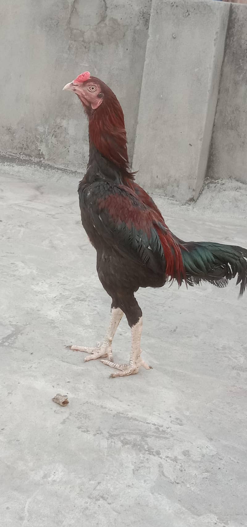 Aseel pair  connect 03221436400 4