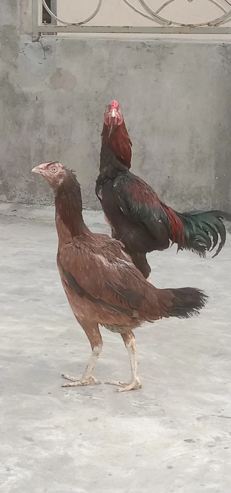 Aseel pair  connect 03221436400 — photo 6