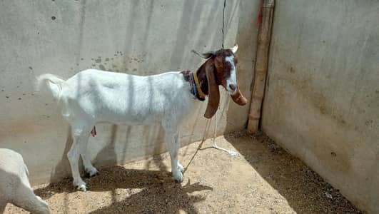 bakri quality bakri