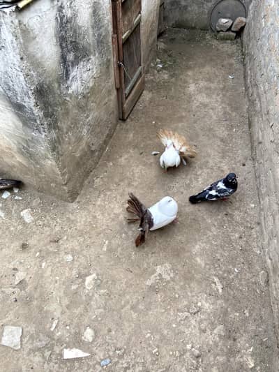 pigeon for sale